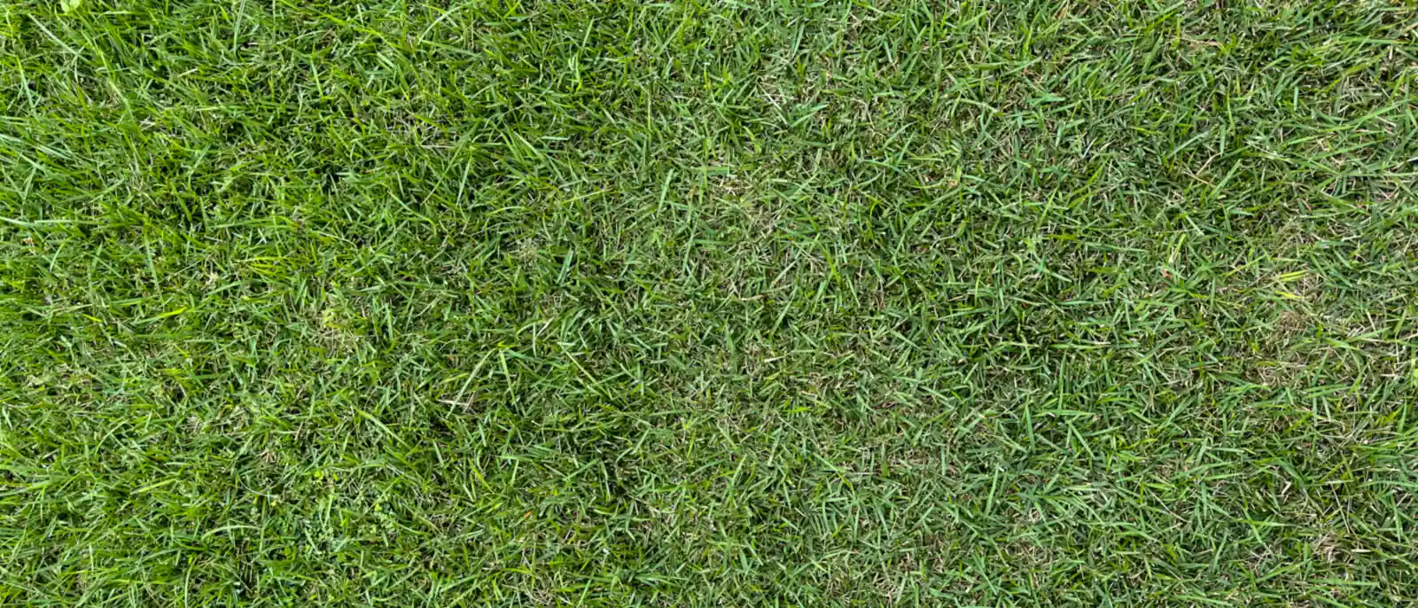 Blog de Mantenimiento de Jardines Pamplona sobre el cuidado de jardines